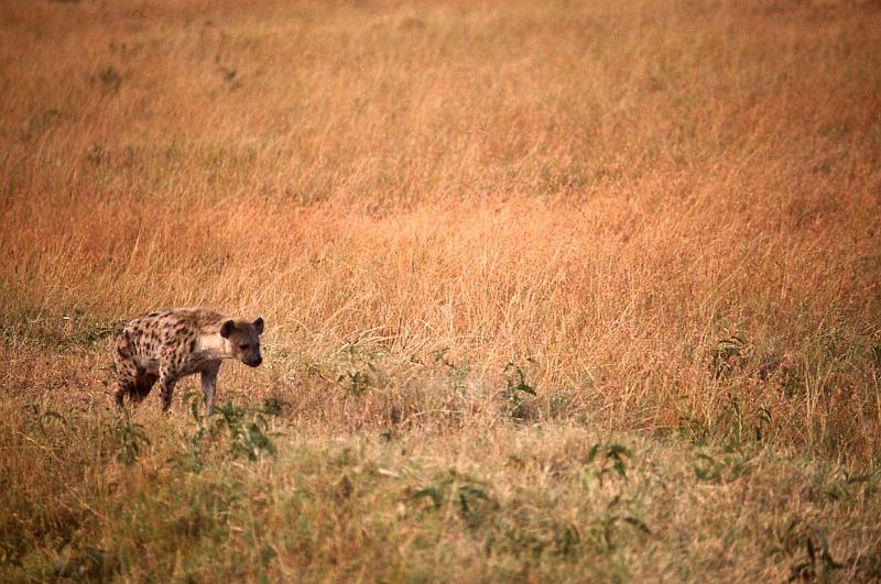 WT 1400 198-20 Kenya.jpg